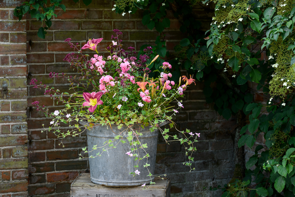 Summer fireworks Pots of Style with Jo Thompson, using Rosa 'The Fairy', Hemerocallis 'Pink Damask' Hemerocallis 'Chicago Silver', Geranium 'Dreamland', Origanum 'Rosenkuppel'
